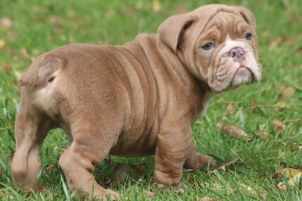 Home Pets | Mario Walker's Bullies Home Pets