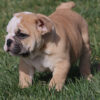 HAMLIN HEART ENGLISH BULLDOG PUPPY