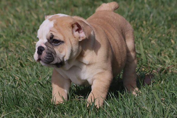 HAMLIN HEART ENGLISH BULLDOG PUPPY