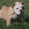 HAMLIN HEART ENGLISH BULLDOG PUPPY