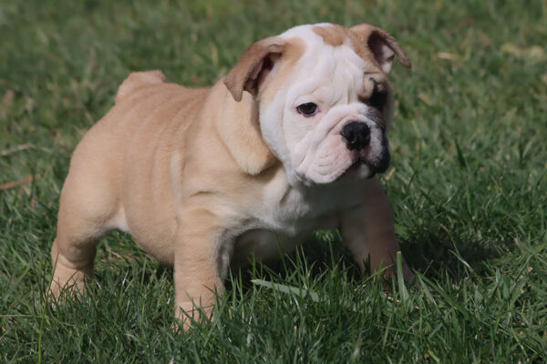 HAMLIN HEART ENGLISH BULLDOG PUPPY