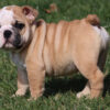 HAMLIN HEART ENGLISH BULLDOG PUPPY