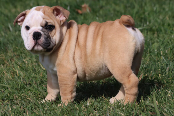 HAMLIN HEART ENGLISH BULLDOG PUPPY