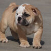 HAMLIN HEART ENGLISH BULLDOG PUPPY