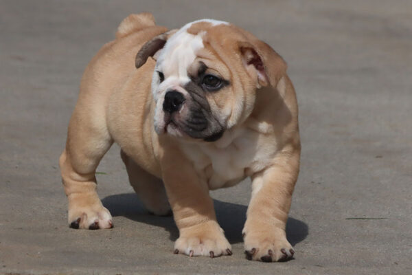 HAMLIN HEART ENGLISH BULLDOG PUPPY
