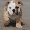 HAMLIN HEART ENGLISH BULLDOG PUPPY