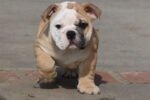 HAMLIN HEART ENGLISH BULLDOG PUPPY