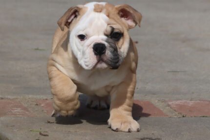 HAMLIN HEART ENGLISH BULLDOG PUPPY
