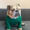 Custom Dog Pajamas: Four-Legged Jersey PJs for Bulldogs