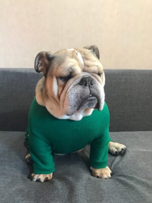 Custom Dog Pajamas: Four-Legged Jersey PJs for Bulldogs