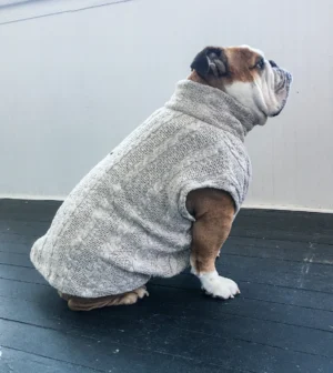 English Bulldog Sweater, apparel, short sleeved with harness opening