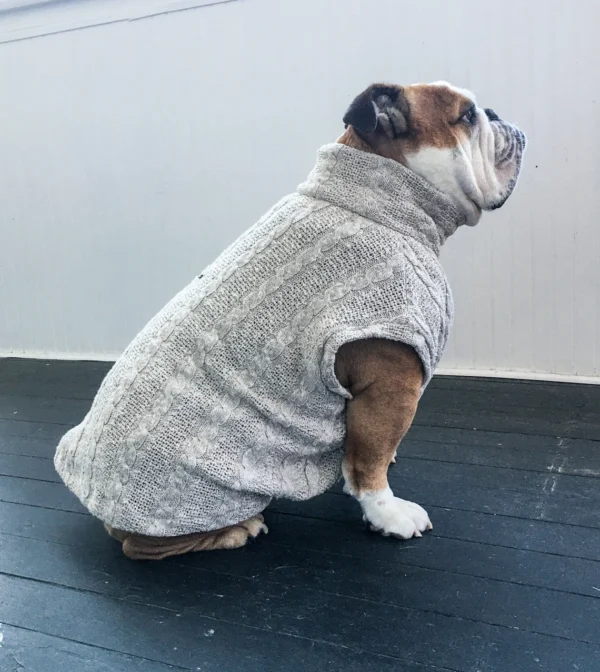 English Bulldog Sweater, apparel, short sleeved with harness opening