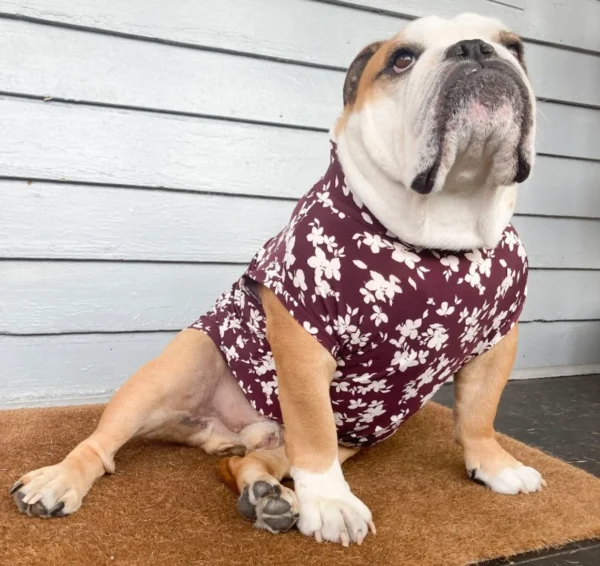 English Bulldog T-shirt, apparel, garment with harness opening