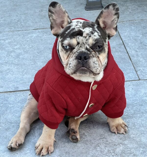 Warm French Bulldogs Hoodie