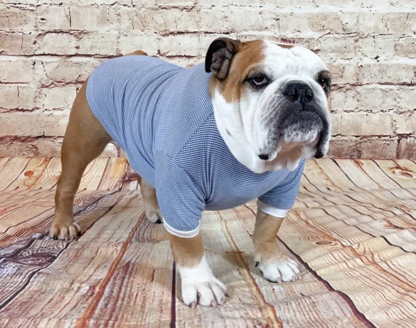 Tshirt, English bulldog apparel, long sleeved