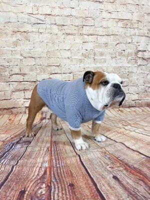 Tshirt, English bulldog apparel, long sleeved