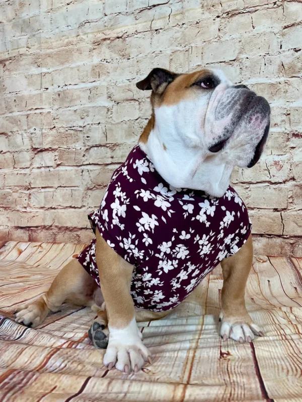English Bulldog T-shirt, apparel, garment with harness opening