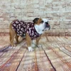 English Bulldog T-shirt, apparel, garment with harness opening