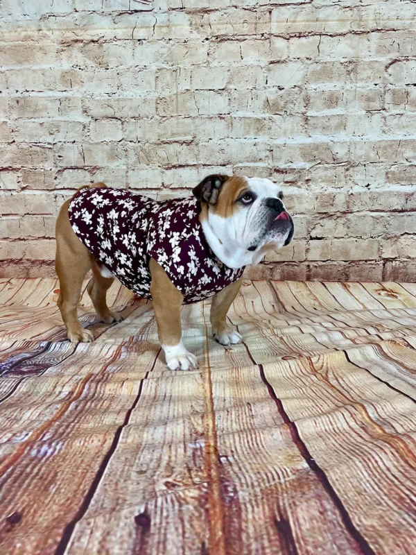 English Bulldog T-shirt, apparel, garment with harness opening