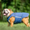 English Bulldog Winter Dog Coat