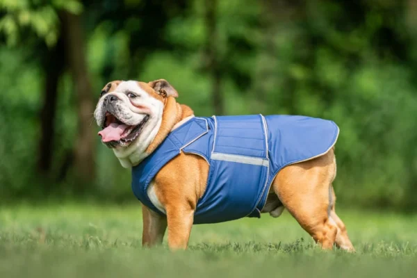 English Bulldog Winter Dog Coat
