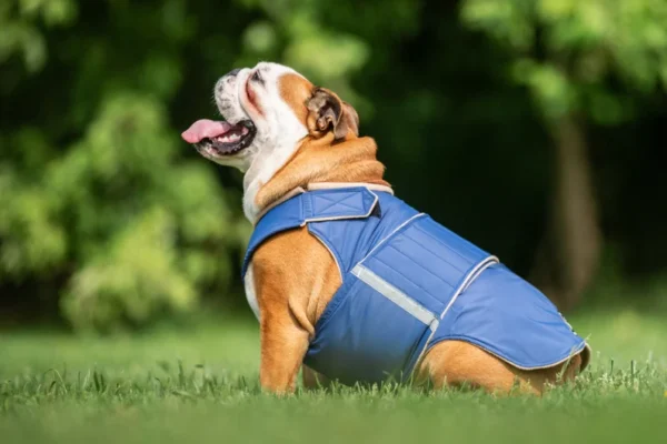 English Bulldog Winter Dog Coat