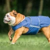 English Bulldog Winter Dog Coat