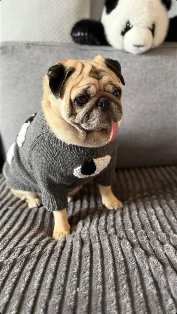 Hand-made Knitted Dog Sweater