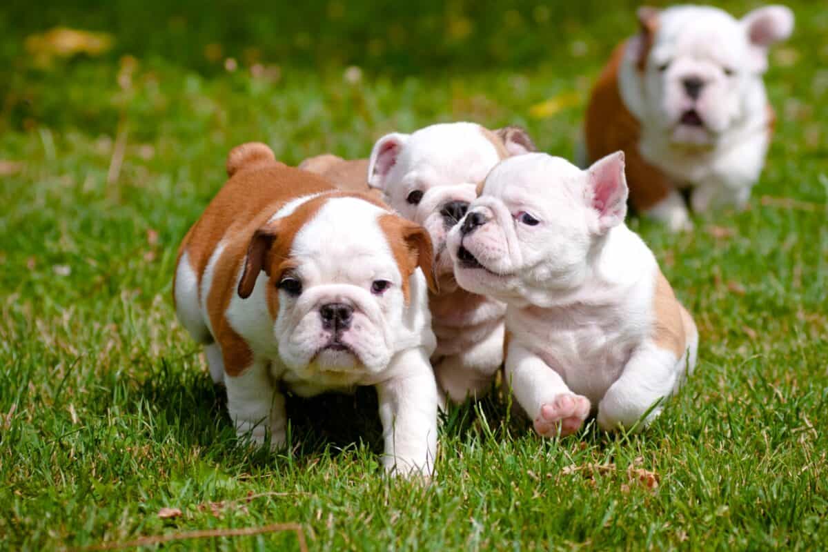 ENGKISH BULLDOG PUPPIES