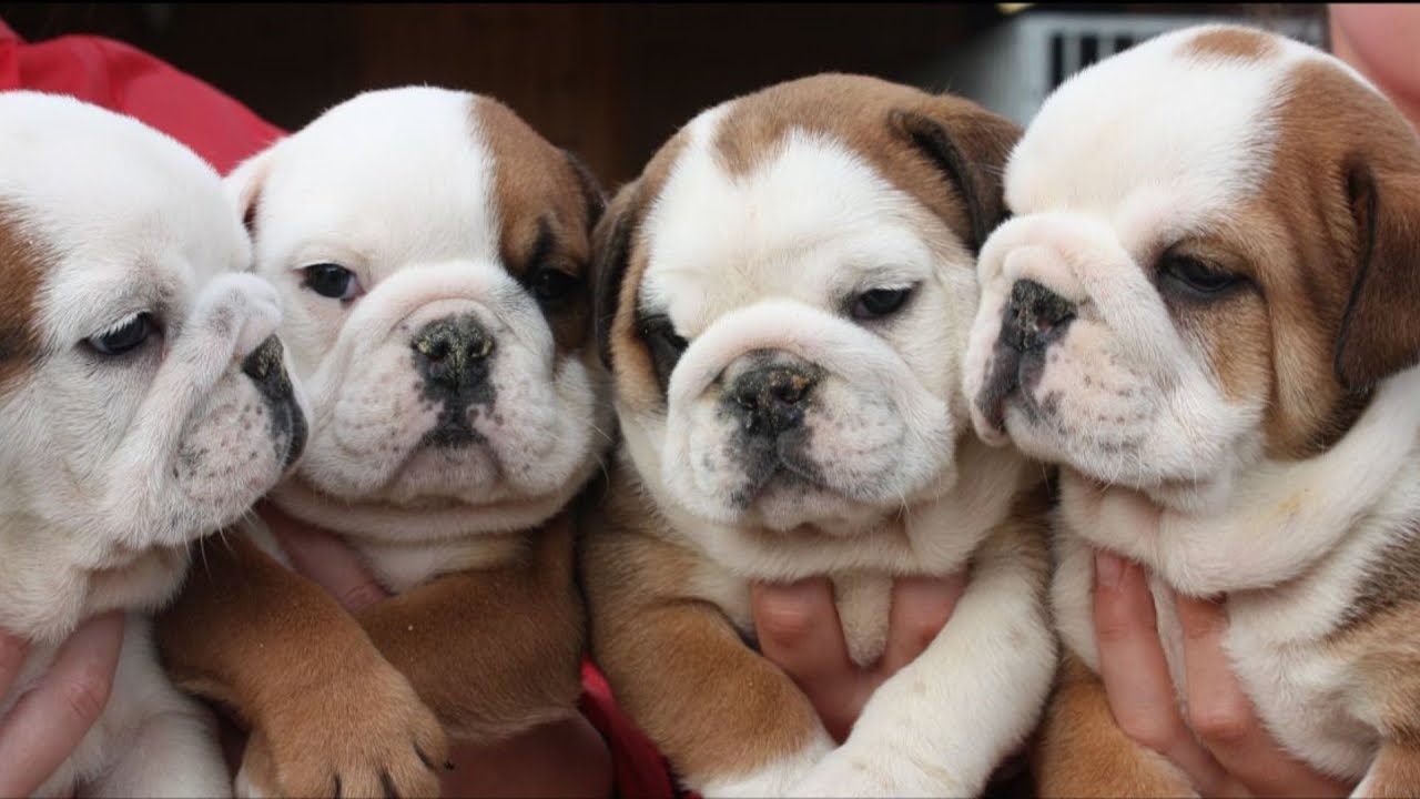 Mario walker English Bulldog Puppies
