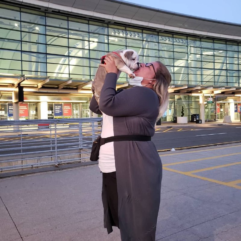 Mario walker English Bulldog Puppies