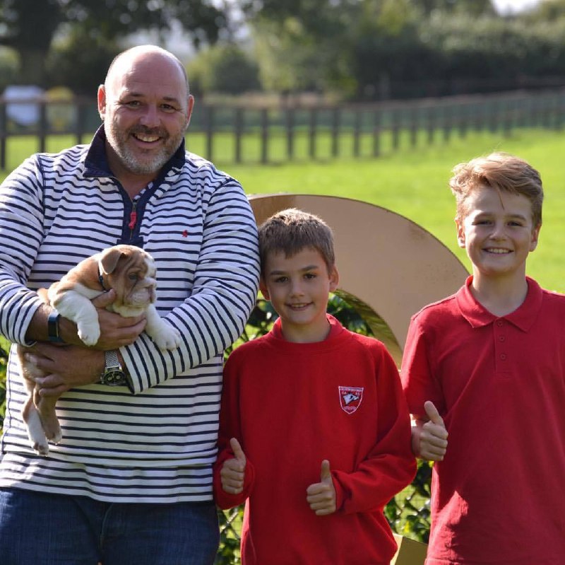 Mario walker English Bulldog Puppies Mario walker English Bulldog Puppies