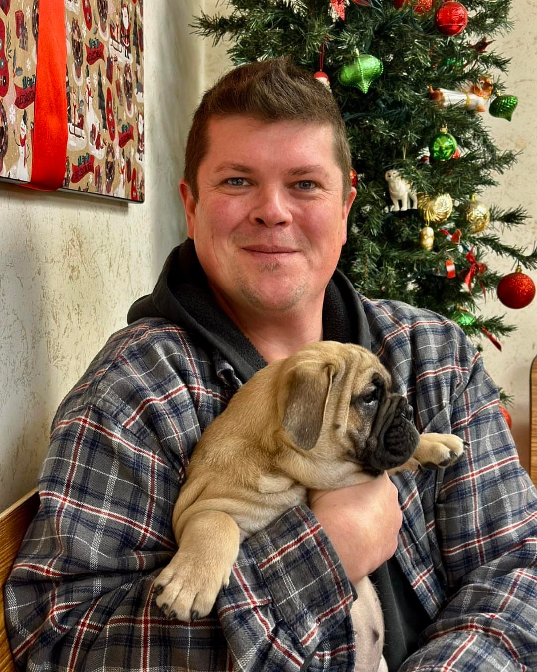 English Bulldog Puppies