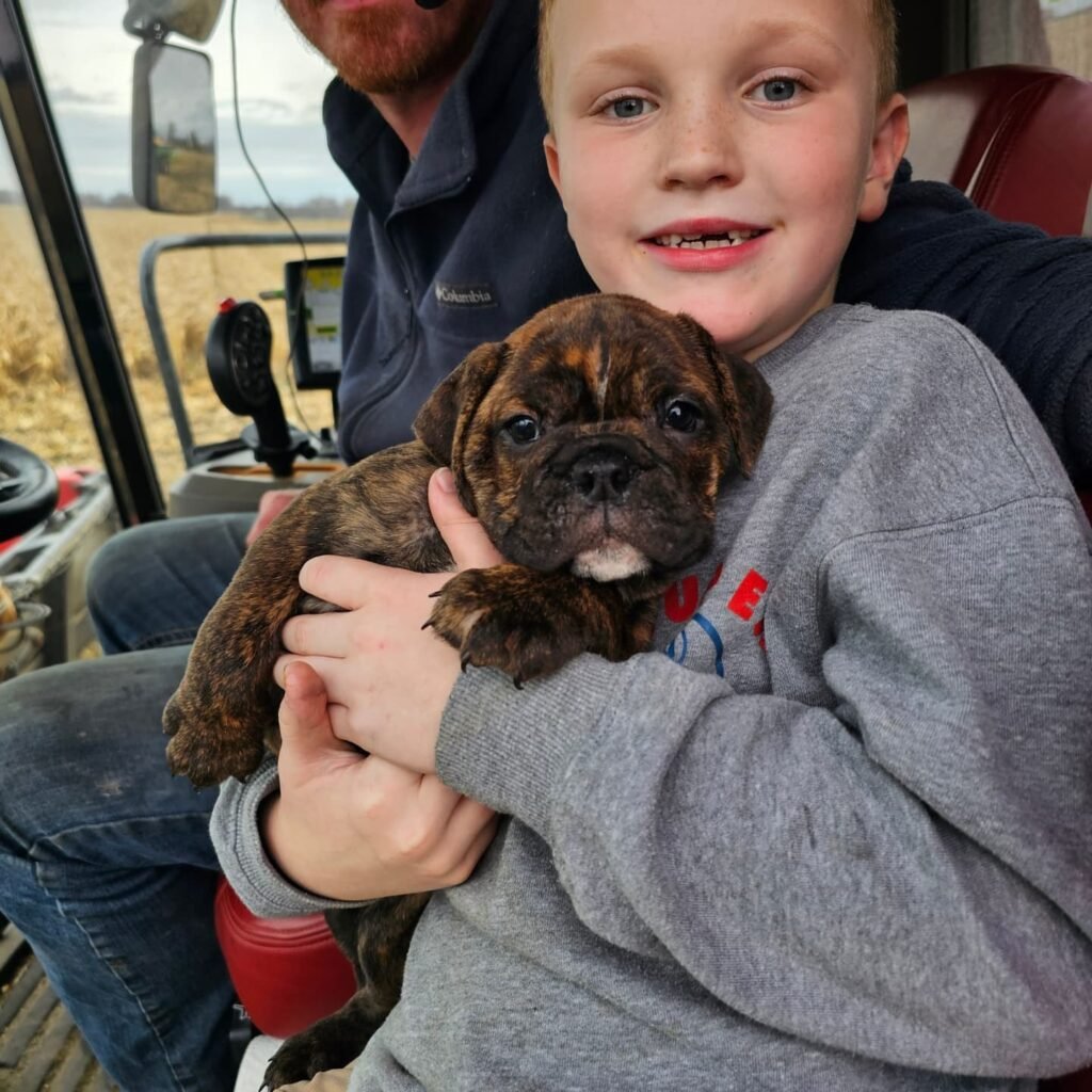 English Bulldog Puppies