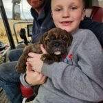 English Bulldog Puppies