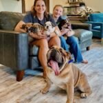 English Bulldog Puppies
