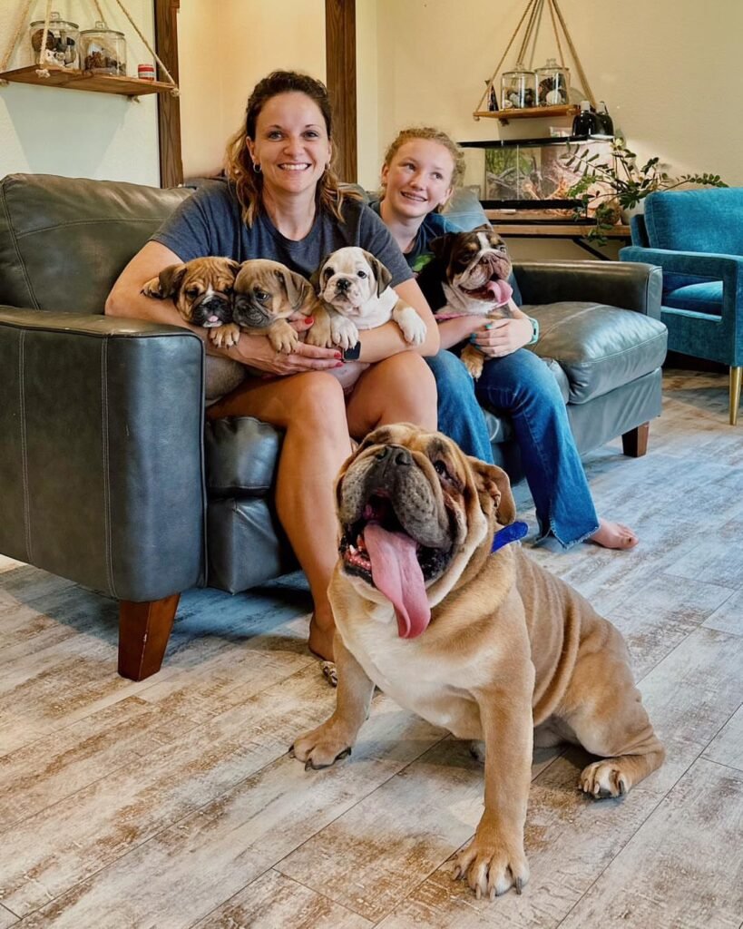 English Bulldog Puppies