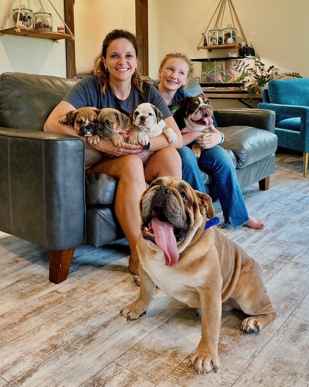 English Bulldog Puppies