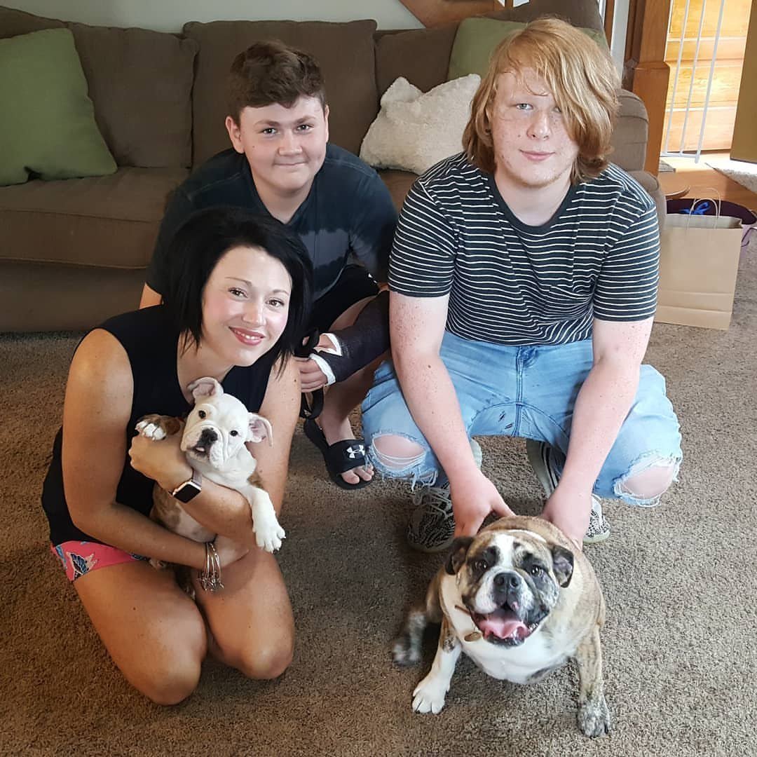 English Bulldog Puppies