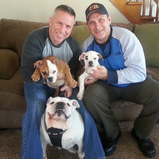 English Bulldog Puppies