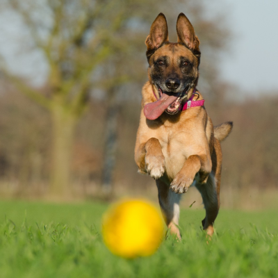Lorem ipsum dolor sit | mariowalkersbullies.com Lorem ipsum dolor sit