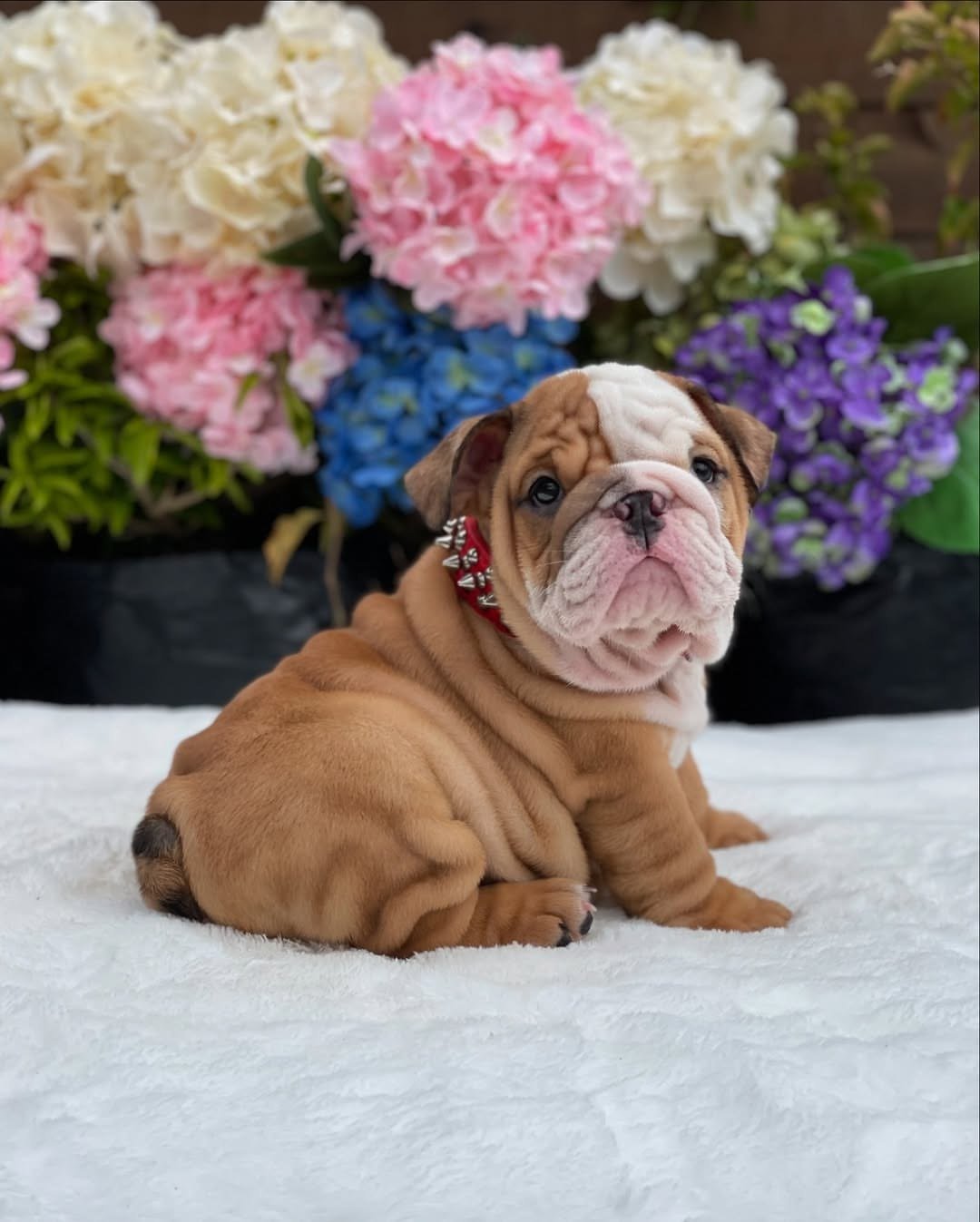 Home Pets | Mario Walker's Bullies English Bulldog Puppy