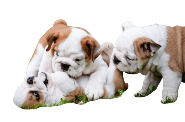 Home Pets | Mario Walker's Bullies Home Pets