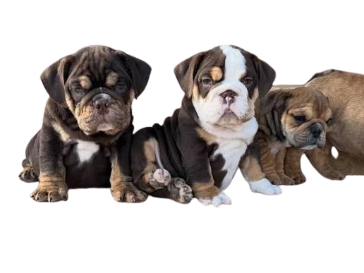 Home Pets | Mario Walker's Bullies Home Pets